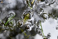 Nr.-83-Frosch-Luftblase