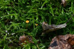 Nr.-86-Engelmannsteich-Pilz