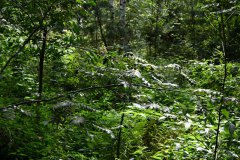 Nr.-94-Urwald-Engelmannshol-Engelmannsteich