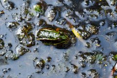 Nr.-99-Frosch-Engelmannseich
