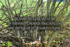 12.-Rodung-Naturschutzstreifen-Baernau