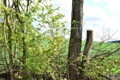 13.-Rodung-Naturstreifen-Baernau
