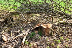 14.-Rodung-Naturstreifen-Baernau