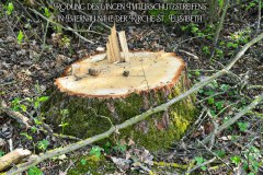 15.-Rodung-Naturstreifen-Baernau