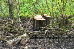 19.-Rodung-Naturschutzstreifen-Baernau