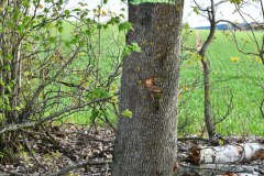 22.-Rodung-Naturschutzstreifen-Baernau