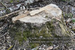 23.-Rodung-Naturschutzstreifen-Baernau