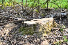 24.-Rodung-Naturschutzstriefen-Baernau
