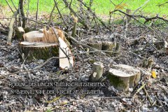 25.-Rodung-Naturschutzstreifen-Baernau