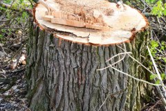 28.-Rodung-Naturstreifen-Baernau
