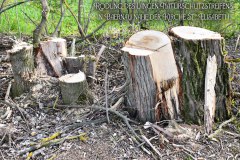 29.-Rodung-Vogelschutzstreifen