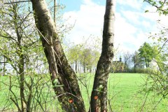3.-Rodung-Naturschutzstreifen-Baernau