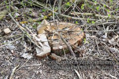 31.-Rodung-Naturschutzstreifen-Baernau