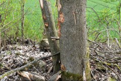 35.-Rodung-des-Vogelschutzstreifens-in-Baernau
