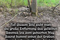 36.-Rodung-Vogelschutzstreifen-Baernau-Oberpfalz