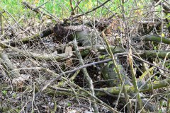 37.-Rodung-Vogelschutzstreifen-in-Baernau