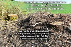 39-a-Rodung-des-Vogelschutzstreifens-in-Baernau