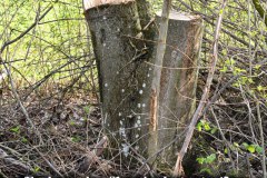 40.-Rodung-Vogelschutzstreifen-Baernau
