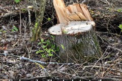 41.-Rodung-Naturschutzstreifen-in-Baernau