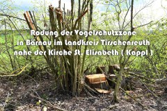 48.-Rodung-Vogelschutzstreifen-in-Baernau