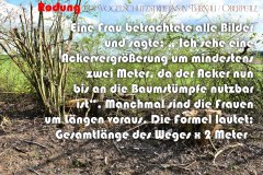49.-Rodung-des-Vogelschutzstreifens-in-Baernau