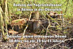 50.-Rodung-des-Vogelschutzstreifens-in-Baernau