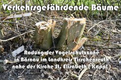 51.-Rodung-des-Vogelschutzstreifens-in-Baernau
