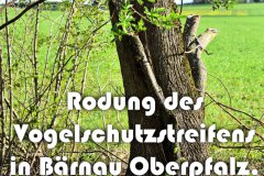 52.-Rodung-Vogelschutzzone-Baernau