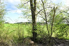 58-Rodung-Vogelschutzstreifen-Baernau