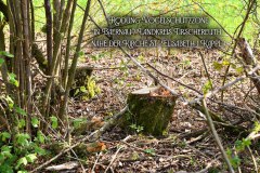 6.-Rodung-Naturschutzstreifen-Baernau-Oberpfalz