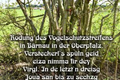 61-Rodung-des-Vogelschutzstreifens-in-Baernau