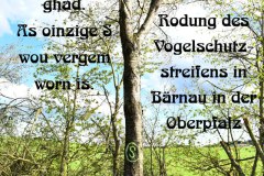 62-Rodung-Vogelschutzstreifen-Baernau-Oberpfalz