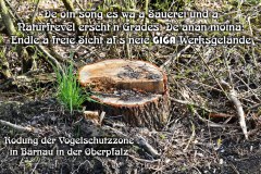 63-Rodung-Vogelschutzzone-Baernau-Oberpfalz