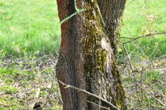 64-Rodung-Vogelschutzstreifen-in-Baernau-Oberpfalz