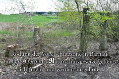 69-Rodung-der-Naturschutzzone-in-Baernau-Oberpfalz