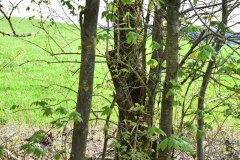 7.-Rodung-Naturschutzstreifen-Baernau