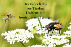 Nr.-111a-Tinder-und-die-Insekten