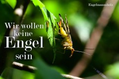 Nr.-14-Insekten-im-Engelmannsholz