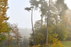 Nr.-164-Burgruine-Liebenstein