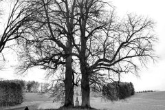 Nr.-210-Baum-mit-Feldkreuz-hinter-Leichau