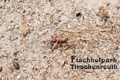 Nr.-226-Kleines-Naturwunder-im-Fischhofpark