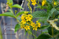 Nr.-231-Wandern-im-Landkreis-Tirschenreuth