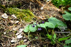 Nr.-266-Wandern-rund-um-Tirschenreuth