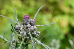 Nr.-286-Wanderung-rund-um-Tirschenreuth