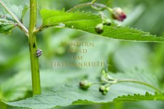 Nr.-288-Wanderung-rund-um-Tirschenreuth