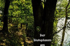 Nr.-294-Der-Biotopbaum-am-Seeteich-in-Tirschenreuth