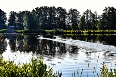 Nr.-74-Schwaene-im-Fischhofpark