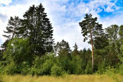 Nr.-10-Renaturierung-Langer-Damm-Weiher