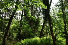 Nr.-104-Langer-Dammweiher-Wald