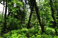 Nr.-106-Langer-Dammweiher-Wald